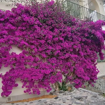 Bouganville Appartamento